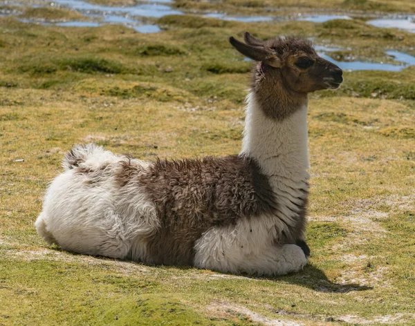 Llama Поле Высокой Пустыне Боливии — стоковое фото
