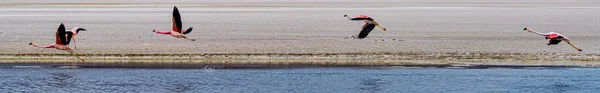 Bolivya Sığ Bir Gölde Flamingolar — Stok fotoğraf