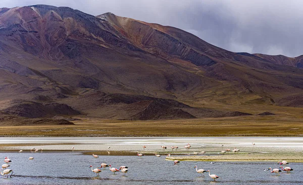 Muchos Flamencos Lago Poco Profundo Bolivia Con Majestuosas Colinas Marrones — Foto de Stock