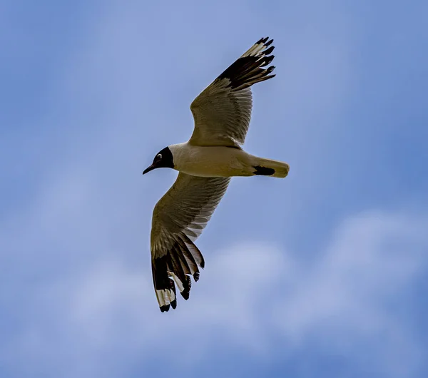 Franklins Gull Bird Voa Sobre Cabeça Prestes Pousar Entre Rebanho — Fotografia de Stock