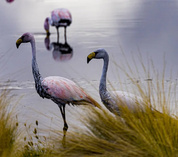 Pair Flamingos Shoreline Seen Reeds Bolivia — Stock Photo, Image