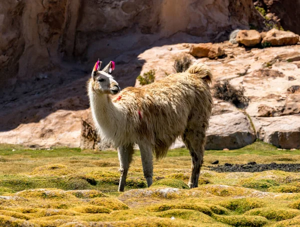 Llama Ett Fält Den Höga Öknen Bolivia — Stockfoto