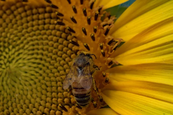 Honey Bee Collecting Pollen Sunflower Bright Sunny Day — Stock Photo, Image