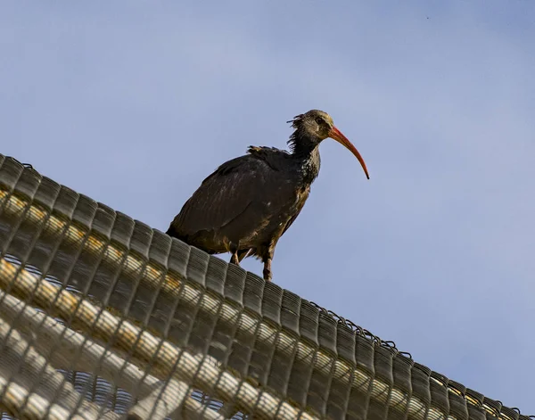 Norra Bald Ibis Sitter Taket Turkiet Stockbild