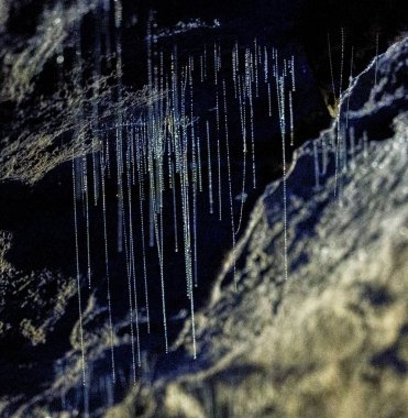 Yeni Zelanda, Waitomo 'daki Ruakuri mağaralarında parlayan solucanlar. Bunlar aslında kurtçuklar, ama pazarlama nedenlerinden dolayı solucan olarak yeniden adlandırıldılar...