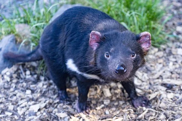 태즈매니아 데블리스 Tasmanian Devlis 위기에 종으로 그들이 확산되는 암으로 — 스톡 사진