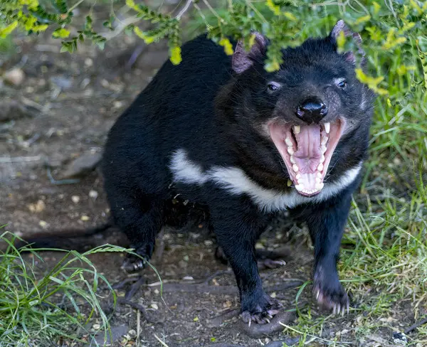 태즈매니아 데블리스 Tasmanian Devlis 위기에 종으로 그들이 확산되는 암으로 — 스톡 사진