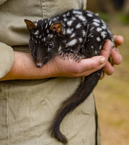 Baby Weeskind Quoll Worden Verzorgd Door Een Vrijwilliger Tasmanië Australië Rechtenvrije Stockafbeeldingen