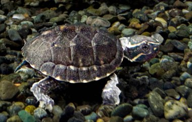 Bir kaplumbağa kayalık bir yüzeyde yürüyor. Kaplumbağa küçüktür ve kahverengi bir kabuğa sahiptir. Kayalar kaplumbağanın etrafına saçılmış ve kaplumbağa yürüyüşünden zevk alıyor gibi görünüyor.