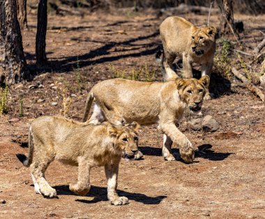 Genç aslanların üçlüsü kurak ortamlarını keşfeder, vahşi Afrika 'nın özünü yakalar.