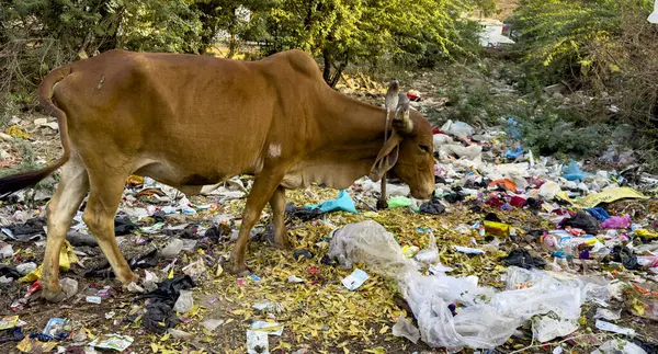 Stock image Lone cow searches for food on a littered urban site, depicting environmental pollution