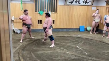 Sumo güreşçileri geleneksel dojo ortamında itme teknikleri uyguluyor, adanmışlık ve yetenek sergiliyorlar