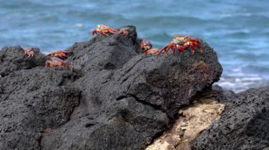 Galapagos adalarının kıyılarında birkaç tane hafif ayaklı yengeç volkanik kayalarda yaşar.