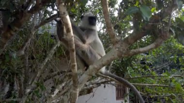 Maymun bir ağaç dalına oturmuş, sakin bir orman ortamındaki bereketli manzaranın tadını çıkarıyor.