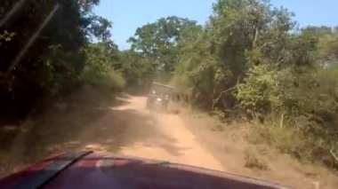 Turistler, tozlu ve canlı doğayla çevrili kurak bir ormanda heyecanlı bir safarinin tadını çıkarıyorlar.