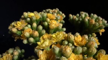 Sarı kalanchoe çiçekleri siyah bir arkaplan üzerinde dönerken doğal güzelliğini vurgulayan su damlalarını sergiliyor