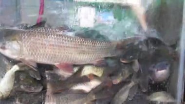 Şef, bir Kathmandu restoranında taze deniz ürünleri hazırlamak için akvaryum tankından canlı balık seçiyor.