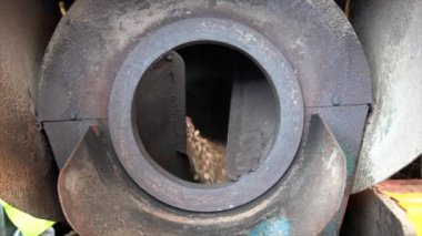 Fabrika işçisi, metal bir kepçeden yiyecek işleme ve üretim için büyük bir endüstriyel kızartma makinesine badem döküyor.