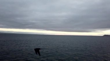 Fırkateyn kuşları bulutlu bir günde zarif bir şekilde okyanusun üzerinde süzülür, zerafetlerini ve özgürlüklerini sergilerler.