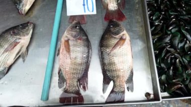 Taze tilapia balıkları soluk soluğa kalıyorlar metal bir tepside uzanmış restoran sahiplerine ya da balıkçılara satılmayı bekliyorlar.