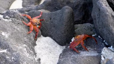 Galapagos adalarındaki beyaz kumla volkanik kayalıklarda hareket eden iki deniz aygırı yengeci.