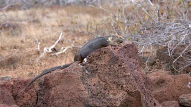 Galapagos deniz iguanaları güzel Galapagos adalarında güneşin altındaki volkanik kayaların üzerinde güneşleniyor.