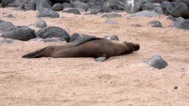 Galapagos deniz aslanı kumlu bir plajda uzanmış güneşlenirken bir palet sallıyor ve dinleniyor.