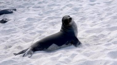 Galapagos deniz aslanı el değmemiş beyaz bir kumsalda güneşlenip merakla etrafına bakıyor.