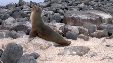 Galapagos deniz aslanı okyanusa doğru kayalık arazide hareket ediyor, doğal davranışlarını kıyı ortamında sergiliyor.