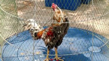 Kahverengi ve beyaz tüylü horoz, açık hava pazarındaki bir kafeste hareketsiz volta atıyor, parlak güneş ışığı altında.