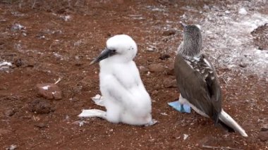 Biri beyaz, biri siyah olmak üzere iki kuşun dört adet fotoğrafı yerde duruyor.