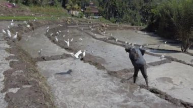 Bir çeltik tarlasında çamur duvarlarını onaran çiftçi, tarla yapısını koruyor ve tarım uygulamalarını destekliyor