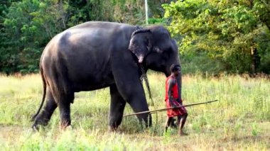 Fil Sri Lanka 'daki çimenli bir tarlada yürüyor, idarecisi tarafından sakin bir açık hava ortamında yönlendiriliyor.