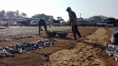 İki balıkçı Negombo, Sri Lanka 'da güneşli bir plajda kurutmak için büyük bir balık avlıyorlar.