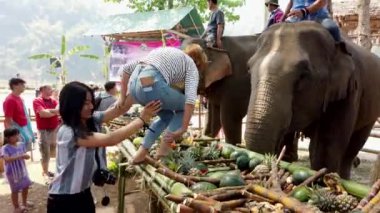 Tayland 'da bir fil festivalinde bir çift birbirlerine yardım ediyor.