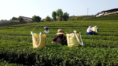 Yeşillik bir tarlada çay yaprakları toplayan işçiler manzaralı kırsal alanda geleneksel tarım uygulamalarını sergiliyorlar.