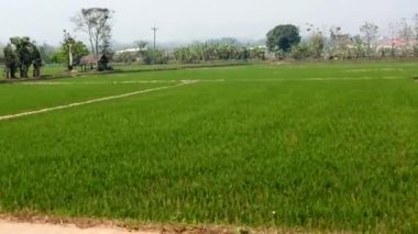 Bereketli yeşil pirinç tarlaları hareket halindeki bir trenin yanında uzanır, kırsal thailand arazilerinin güzelliğini gözler önüne serer.