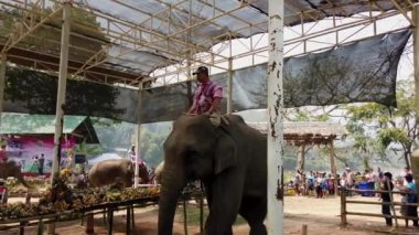 Filler ve mahout 'ları festival sırasında renkli meyve ve sebzelerle dolu bir ziyafet masasına doğru yürüyorlar.