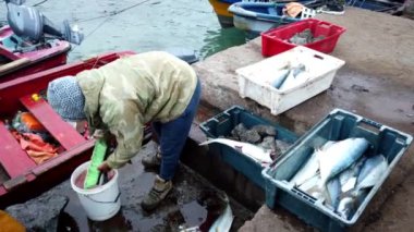 Balıkçı, geleneksel deniz ürünleri işlemini sergileyerek taze balıkları bir kovadan rıhtımdaki bir çöp kutusuna aktarıyor.