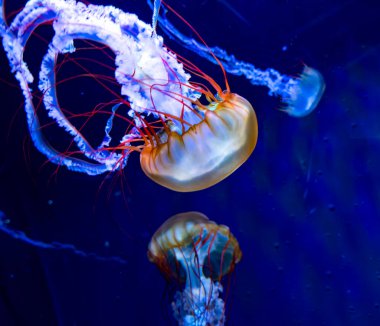 Vibrant pacific sea nettle jellyfish gracefully glides through deep blue waters clipart