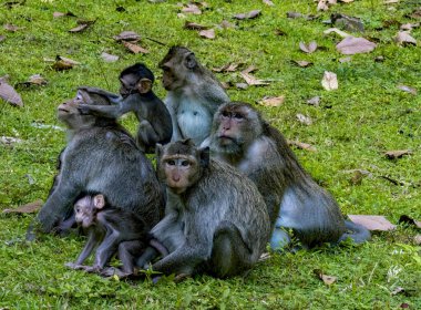 Bir grup maymun yemyeşil çimenlerde birlikte oturup doğal ortamlarında huzurlu bir anın tadını çıkarıyorlar.