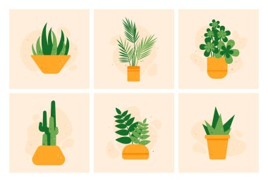 Ev içi dekoratif bitkiler. Çaydanlıkta yetişen yeşil bitkiler. Ev bitkileri