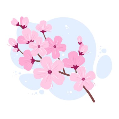 Kiraz çiçeği. Sakura Japon çiçeği. Vektör illüstrasyonu beyaz arkaplanda izole edildi