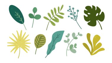 Doğanın bitkisel elementleri. Tropik yapraklar. Vektör illüstrasyonu beyaz arkaplanda izole edildi