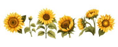 Sanatsal, parlak ayçiçeklerinin suluboya tarzda renkli görüntüsü. Beyaz arka planda izole edilmiş güzel ayçiçekleri ve yapraklar.