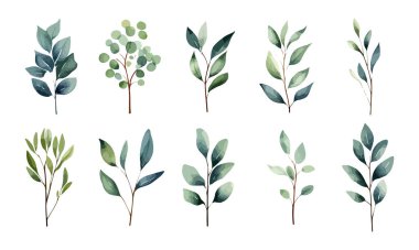 Botanik suluboya yeşil yapraklar. Tebrik kartları ve davetiyeler için yaprakları olan zarif dallar.