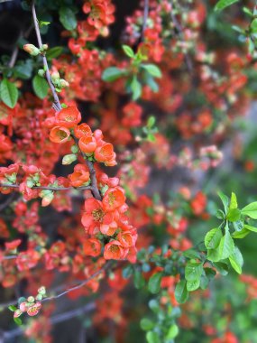 Ayva çiçekleri ve tomurcukları. Baharda bahçede Henomel çiçekleri. Japon ayva çiçekleri