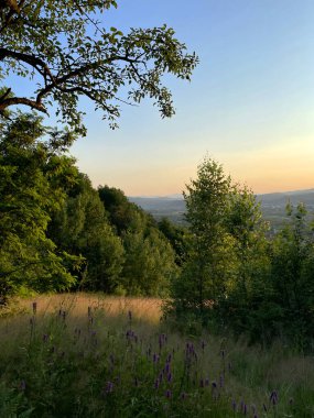 Karpatlar 'daki orman manzarası. Çimenler, çayır çiçekleri. Tepedeki ağaçlar. Güzellik dünyası. Ukrayna. Çevre koruma