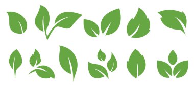 Yeşil yaprak simgeleri ayarlandı. Yaprak Şekilleri. Eko için elementler, doğal, biyolojik, vejetaryen etiketler. Beyaz arkaplanda izole edilmiş bırakmalar