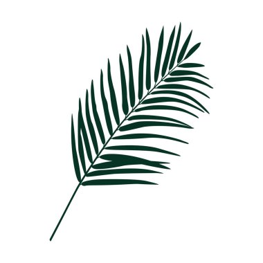 Tropik Palm yaprağı silueti. Chamaedorea. Beyaz arkaplanda izole edilmiş vektör